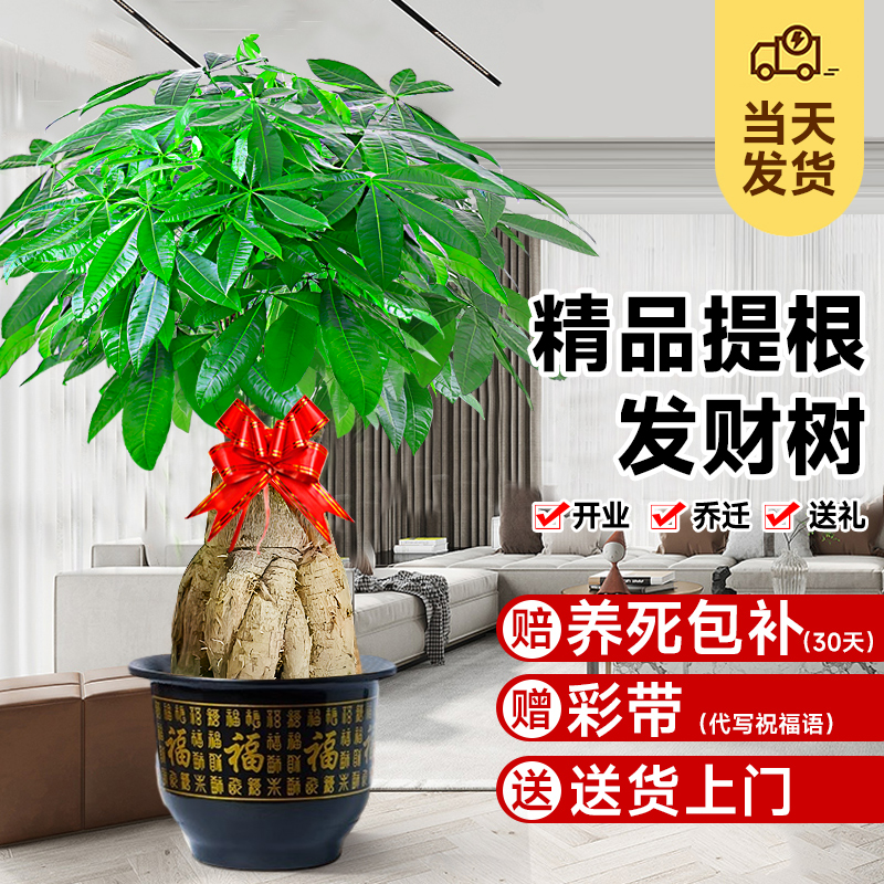 提根发财树客厅大盆栽客厅办公室室内落地大型真绿植乔迁新居送礼