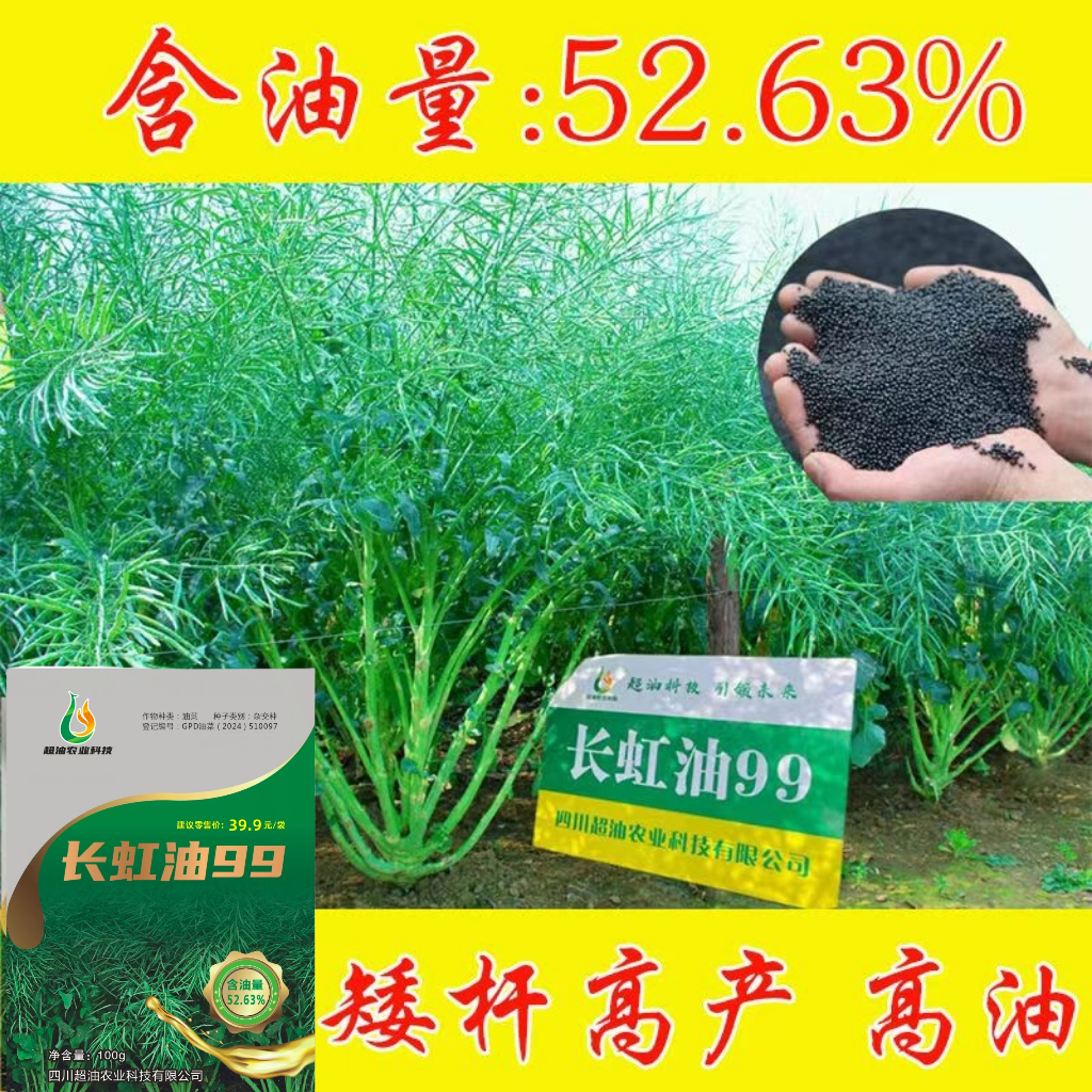 长虹油99油菜种子高产油菜籽矮杆新种原装正品黑油菜子杂交早熟种