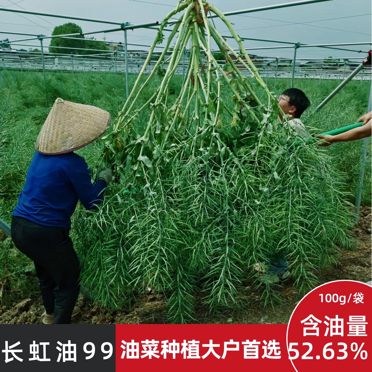 长虹油99黑籽油菜抗害抗倒耐寒高出油高产杂交油菜种子