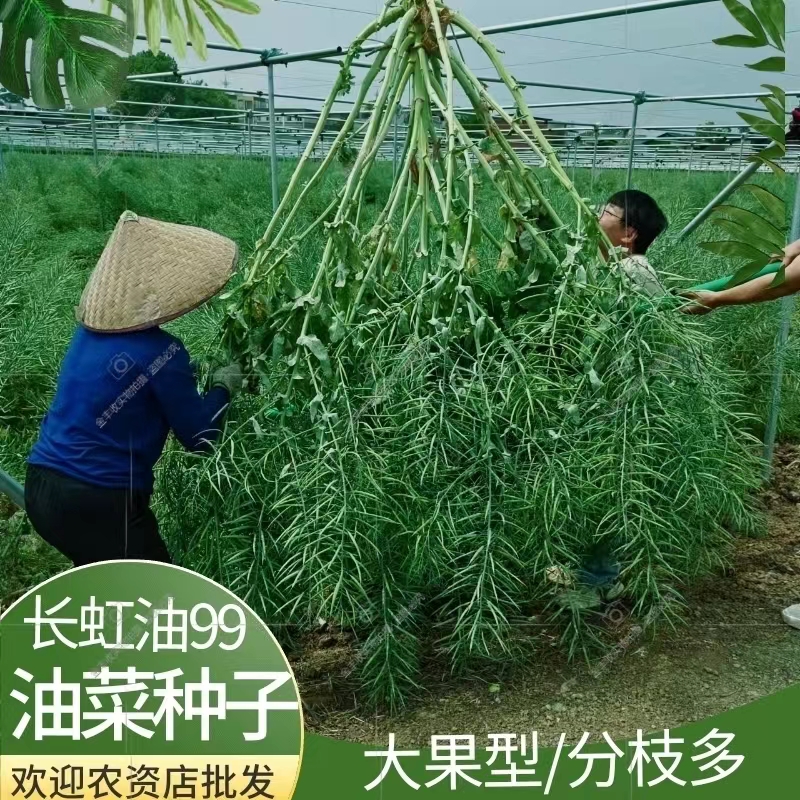 长虹油99黑籽油菜高产抗病抗倒耐寒高出油原装正品油菜种子