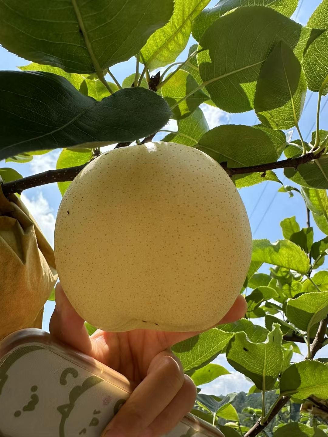 苍溪本地皮薄多汁黄金梨