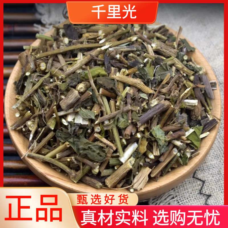 千里光正品野生新货千里光九里光黄花母干散装250g-1000g非金钱草