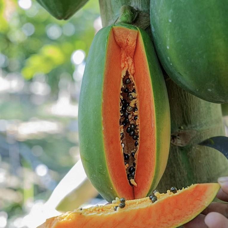 广西大青木瓜苗红肉冰糖红心木瓜苗阳台种植四季结果盆栽地栽庭院