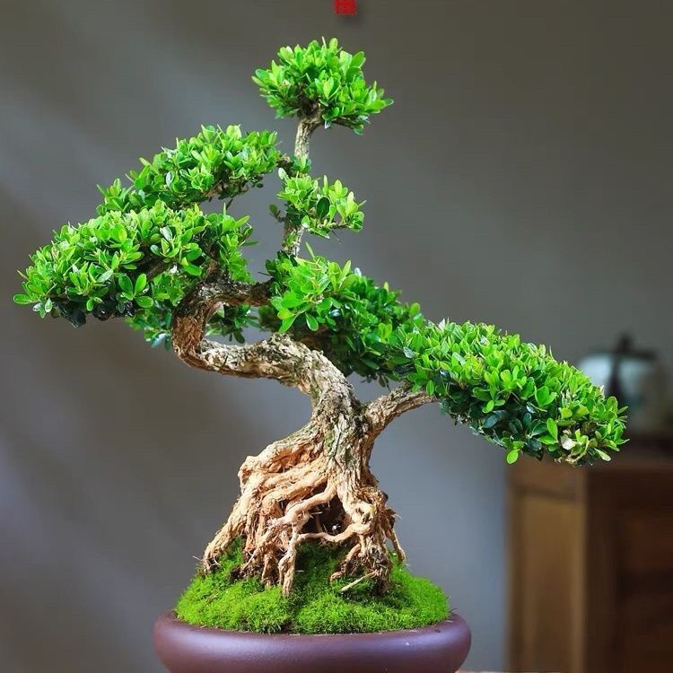 高端皱皮黄杨老桩小叶雀舌黄杨室内桌面迎客盆栽四季常青茶室盆景