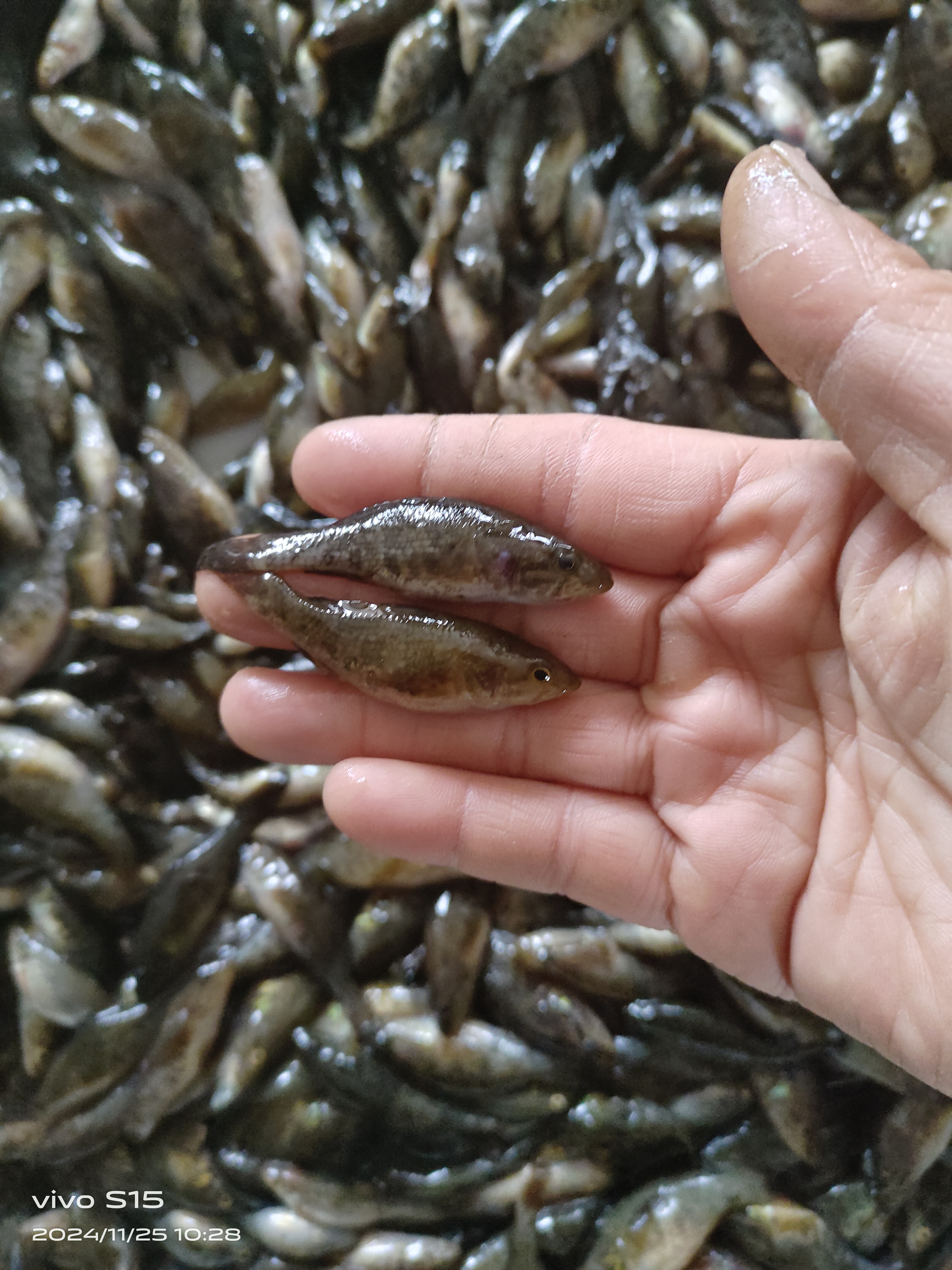 小号老头4斤闲小勿拍活体发货保鲜不包活远道拍空运