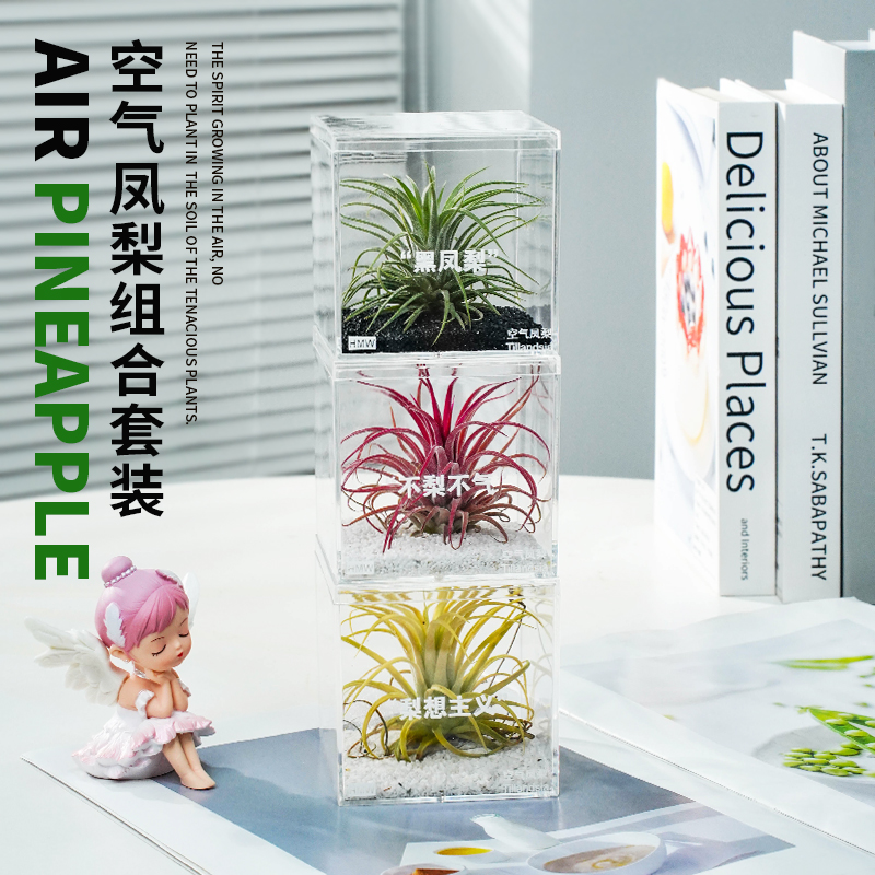 【工位新宠】空气凤梨工位绿植好养易活办公桌面创意摆件无土栽培