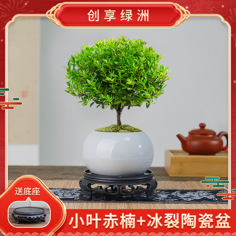 小叶赤楠客厅盆景基地直发盆栽办公室内茶室绿植摆件花卉茶室盆景