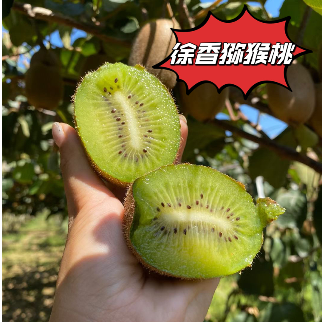陕西眉县 新鲜徐香猕猴桃 现摘现发 皮薄肉厚