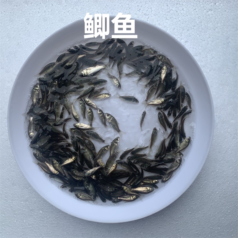 淡水鲫鱼活体中科三号五号白鲫鱼高背鱼土鲫鱼好养殖小尺寸观赏鱼