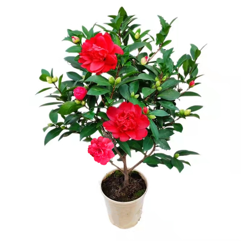 【四季茶花】多季杜鹃红山茶重瓣茶花夏日系列多次开花带花苞山茶花