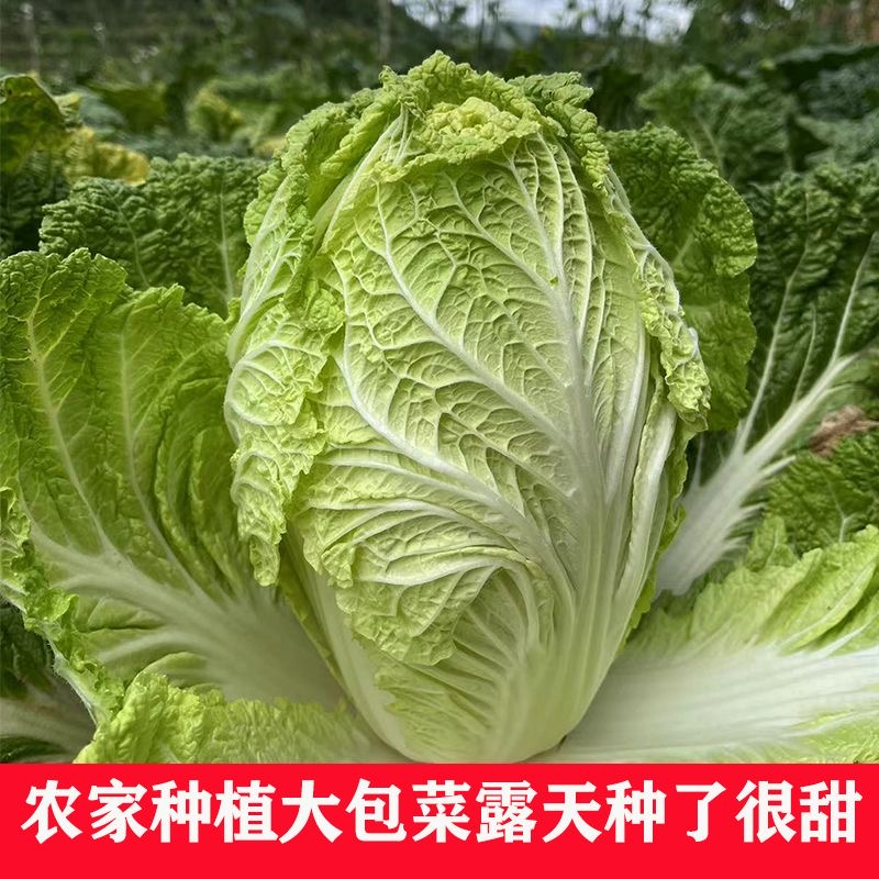 农家妈妈现摘现发3斤新鲜大白菜包菜脆甜蔬菜火锅菜黄心白菜包心