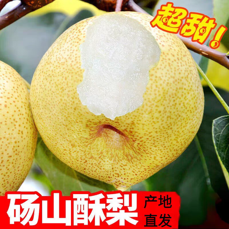 d正宗砀山酥梨现摘现发脆甜爆汁皮薄多汁当季新鲜水果
