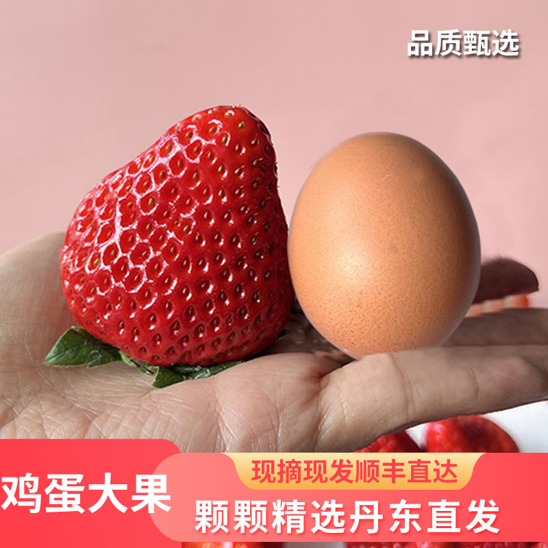 【超级果王】正宗丹东99草莓单果50g+个个比鸡蛋大大彩箱顺丰包邮