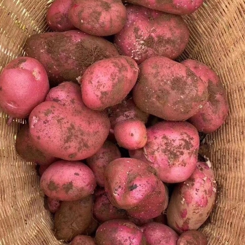 2025新鲜土豆云南红皮黄心马铃薯现挖自种软糯香甜洋芋马铃薯