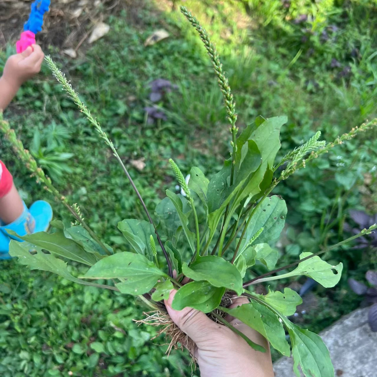 怀集本地野生车前草