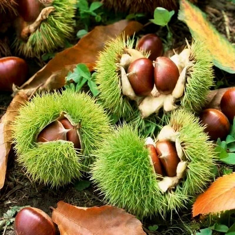秦岭2025新鲜毛栗油栗子板栗天然野生好剥皮颗颗饱满营养栗子新鲜