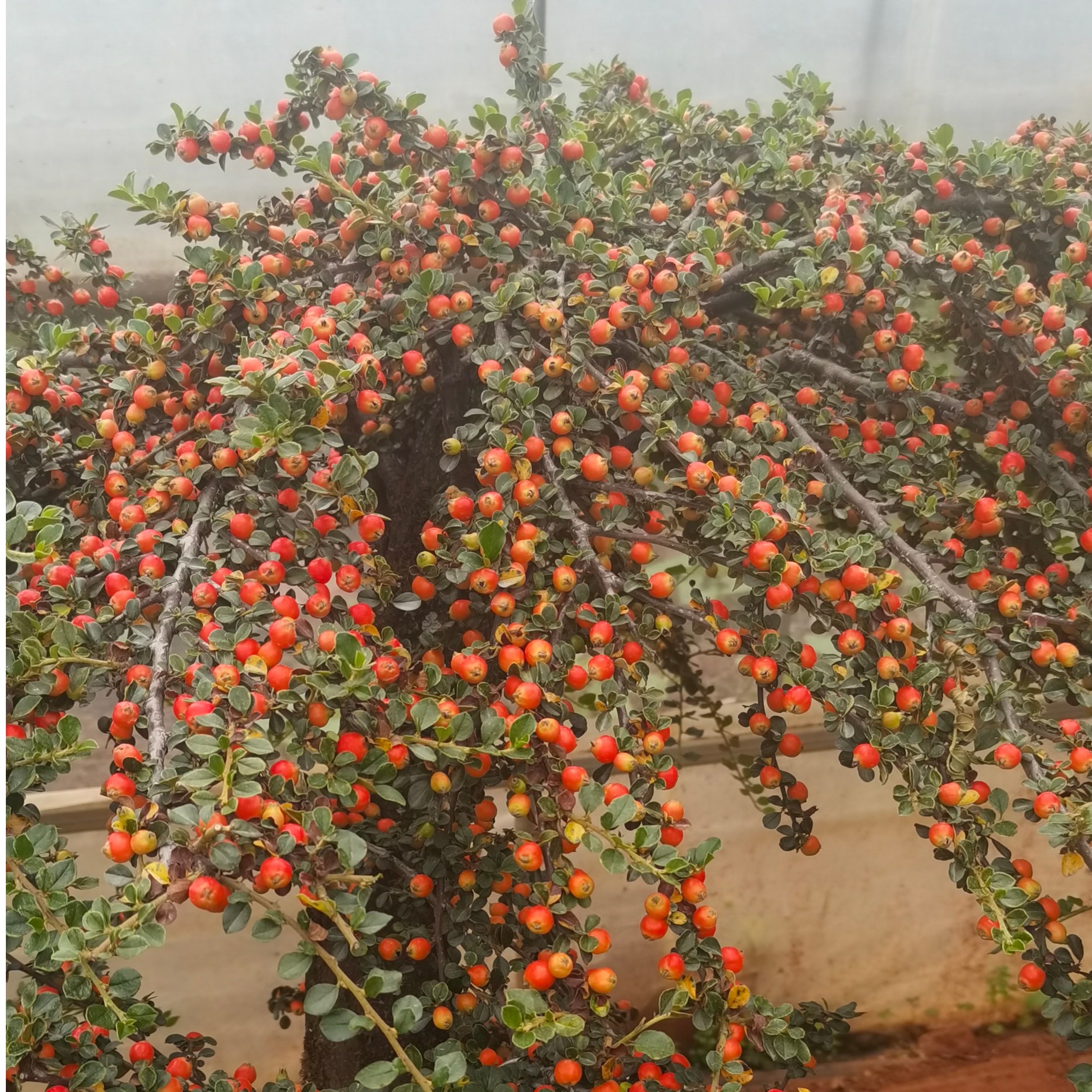 [一物一拍]大果栒子60cm高三月开花六月挂果挂果期半年果密而红