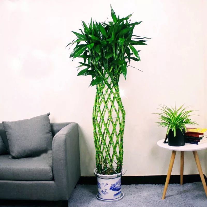富贵竹笼开运竹招财竹客厅办公室内新房绿植盆栽客厅绿植手工前台