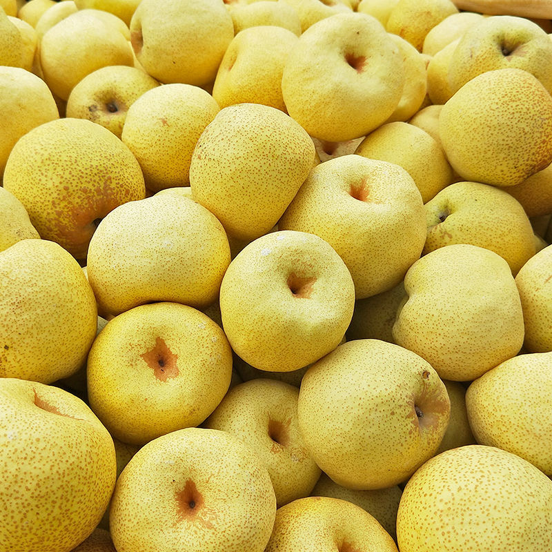 砀山酥梨皮薄多汁老树梨批发当季新鲜水果梨子爆甜脆