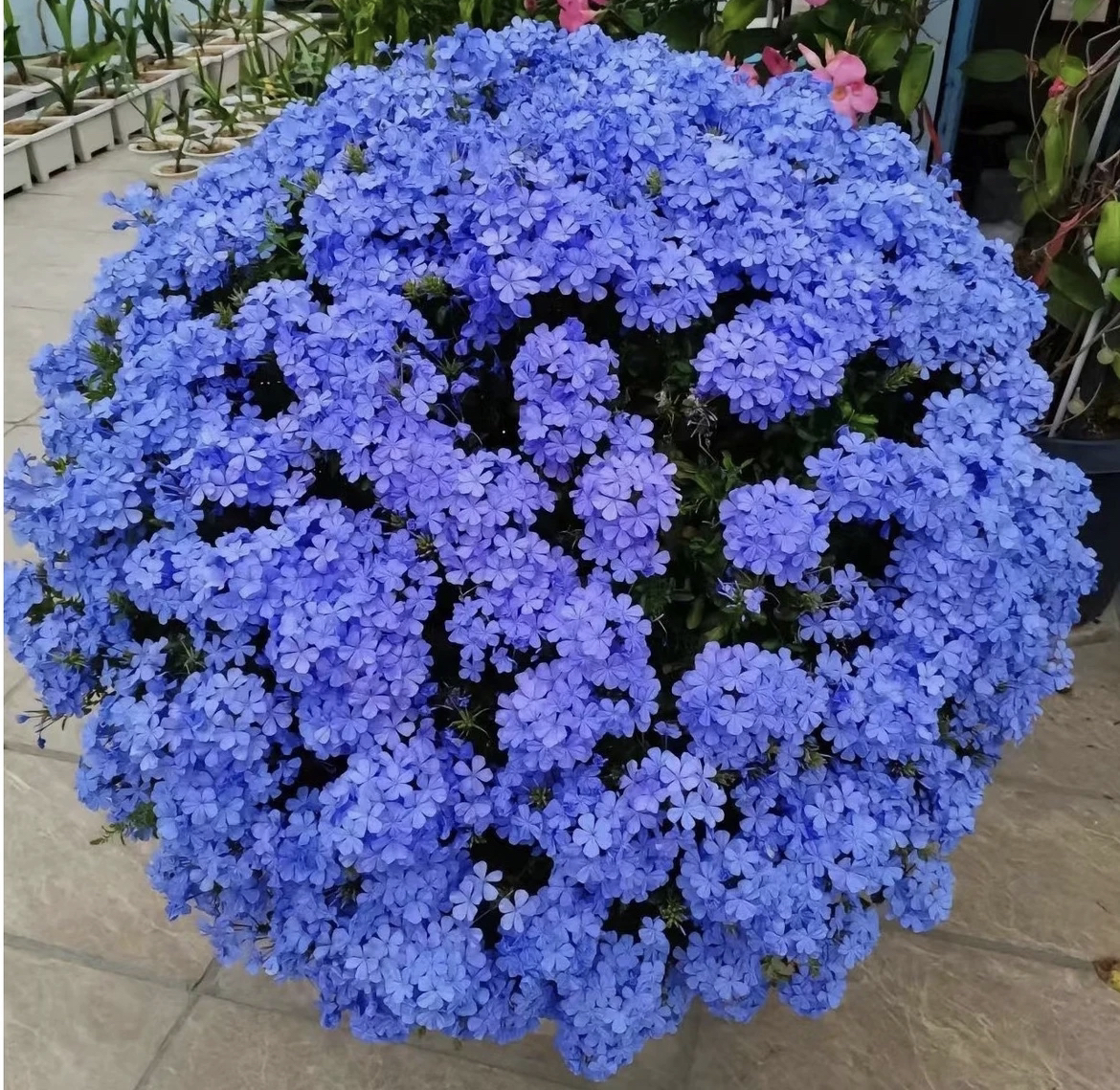 蓝雪花耐热耐寒2加仑阳台可爬藤四季好养易活盆栽花卉植物室内花