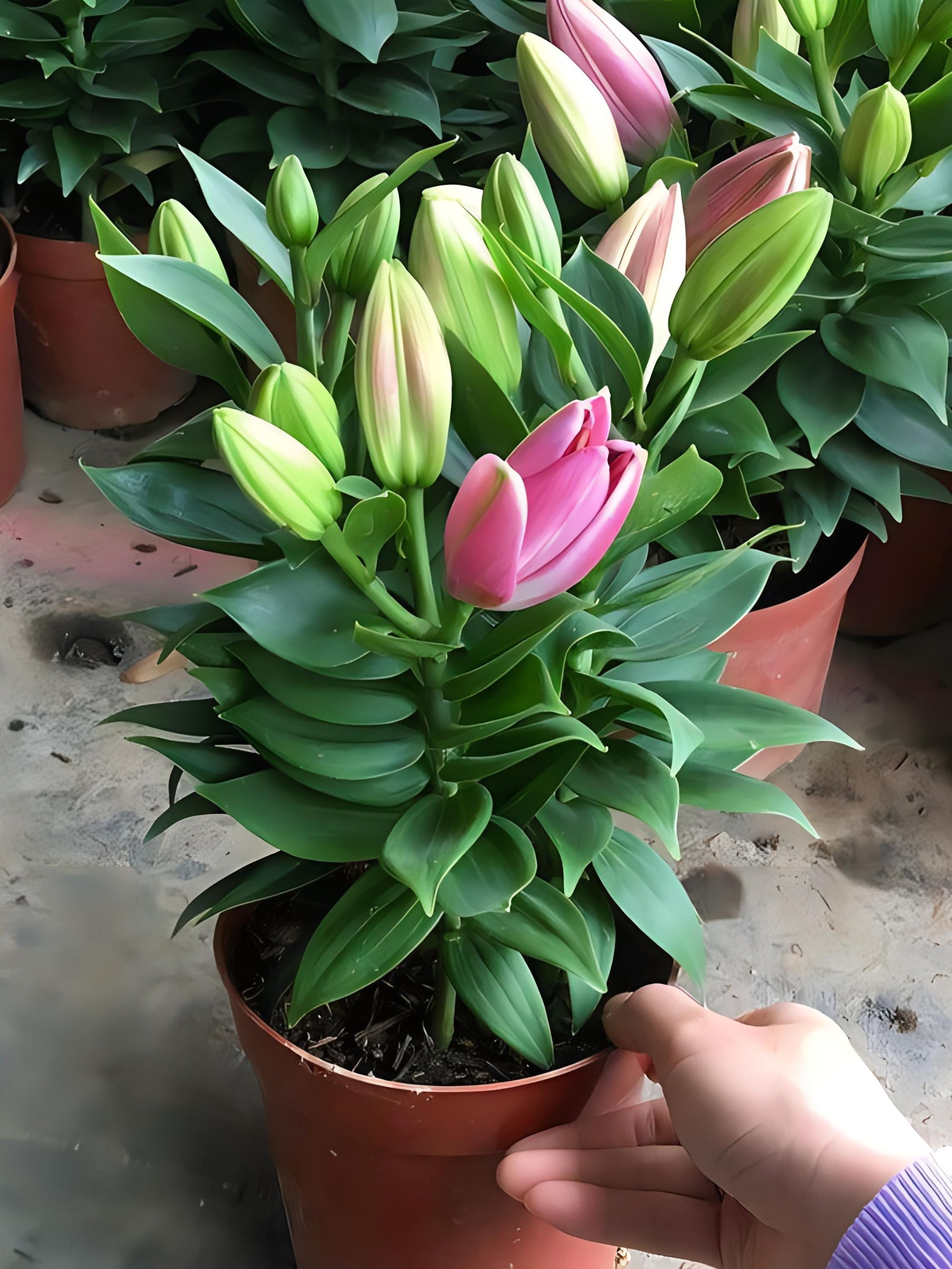 进口香水百合种球大花耐寒耐热四季室内外种植带芽非重瓣无味种球