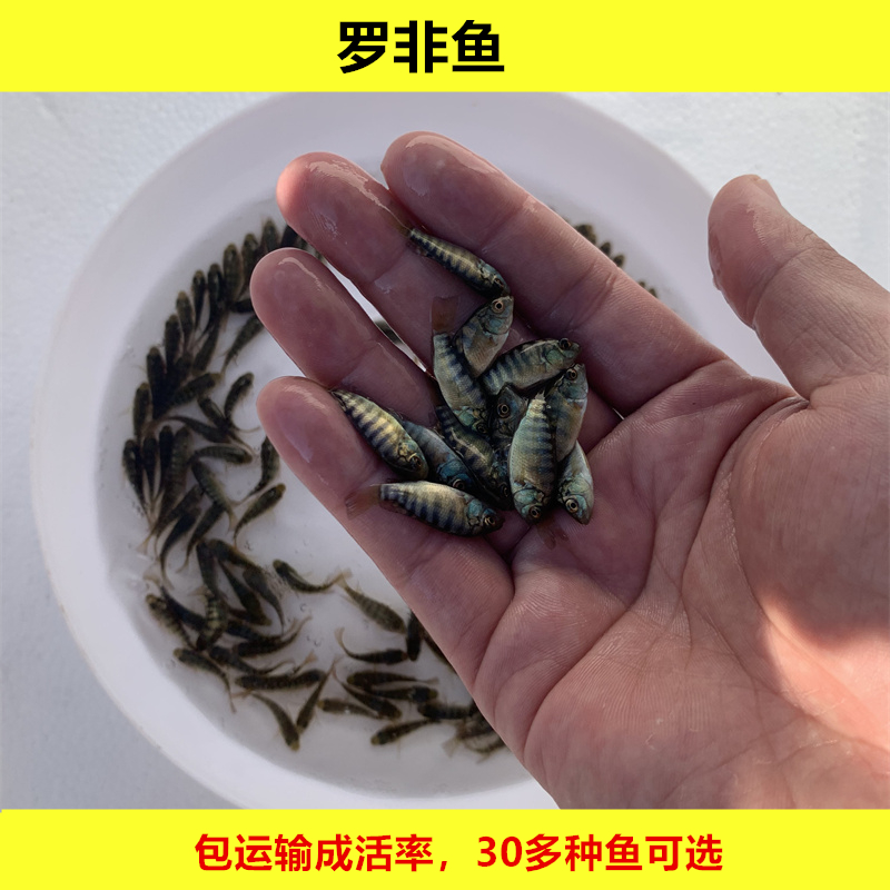 淡水罗非鱼非洲鲫鱼福寿鱼活体脆肉水族宠物观赏好养殖小鱼大规格