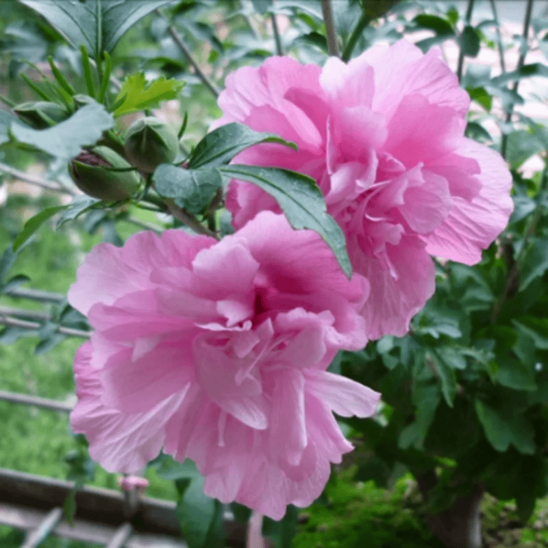 木槿花盆栽重瓣大花粉色花苗耐寒耐热花卉苗木可食用木槿花树苗