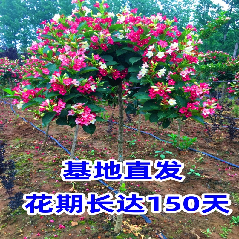 直播间一物一拍五彩锦带花基地直发花叶锦带花室外耐寒植物