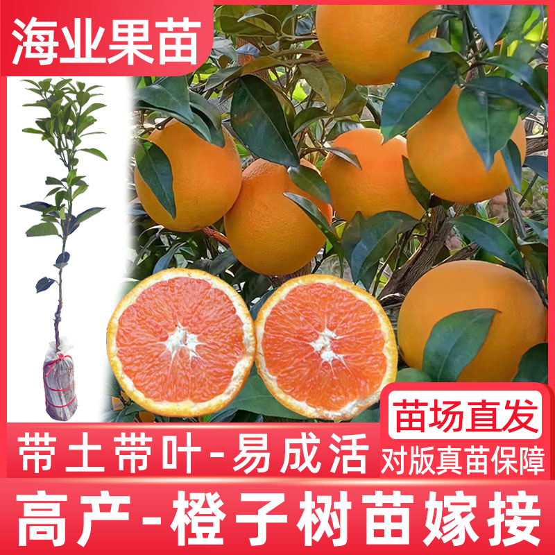 橙子树苗嫁接江西赣南脐橙苗廉江红江橙红肉血橙纽荷尔脐橙果树苗