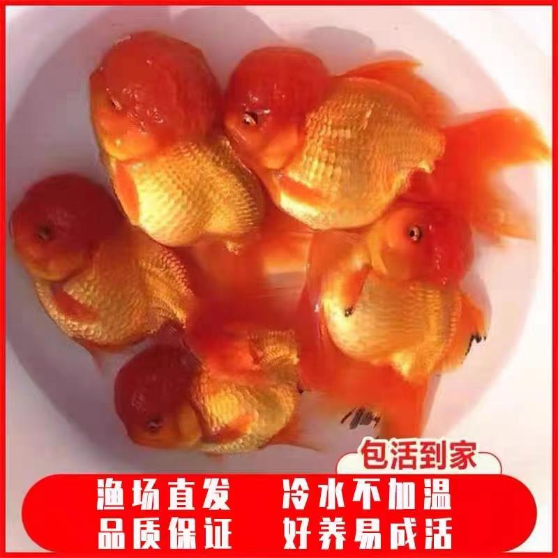 金鱼观赏鱼狮子头金鱼红狮红金鱼鸿运当头泰狮小金鱼狮子头金鱼