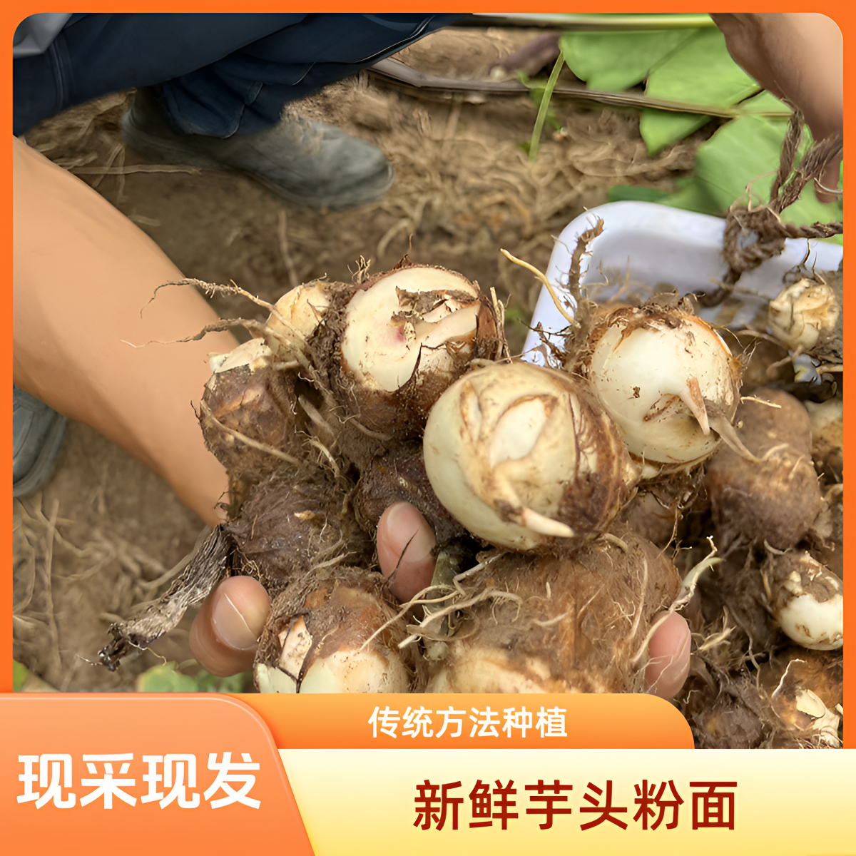 江西赣南乡下农家种植芋头粉面绵密拉丝香味浓郁现采现发