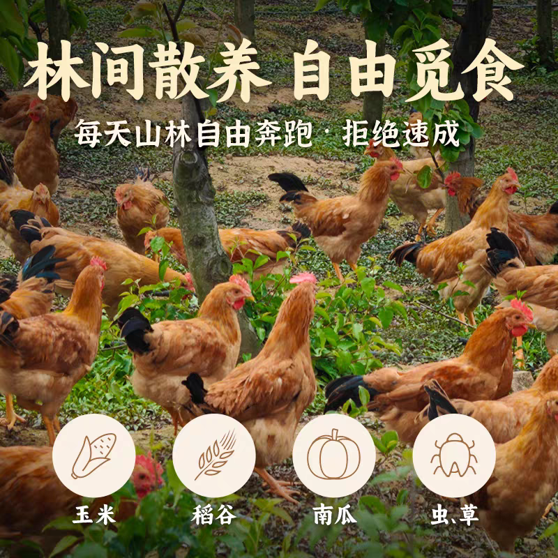 江西正宗散养农家白耳童子鸡走地鸡高山散养现杀现发