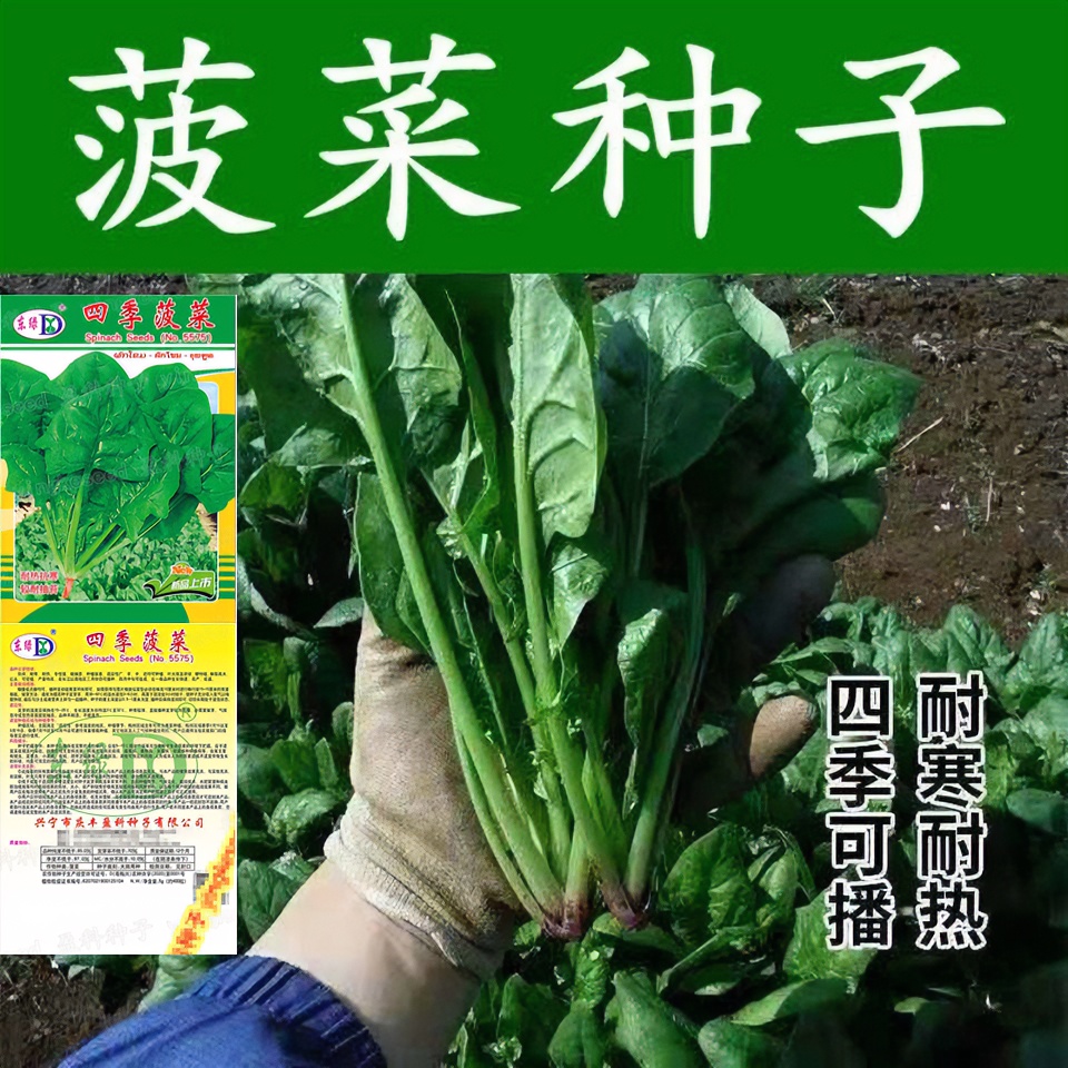 大叶菠菜种子四季易种原生态菠菜籽种子抗病耐热耐寒越冬蔬菜种子