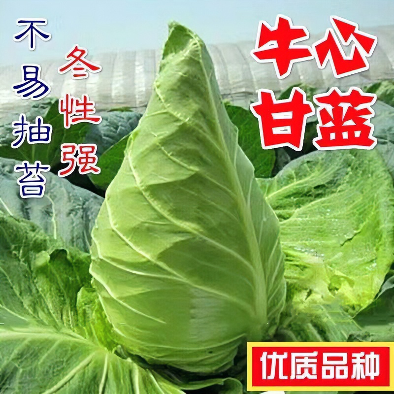 牛心甘蓝种子四季尖头包心菜牛心菜卷心菜大包菜春秋播蔬菜种子