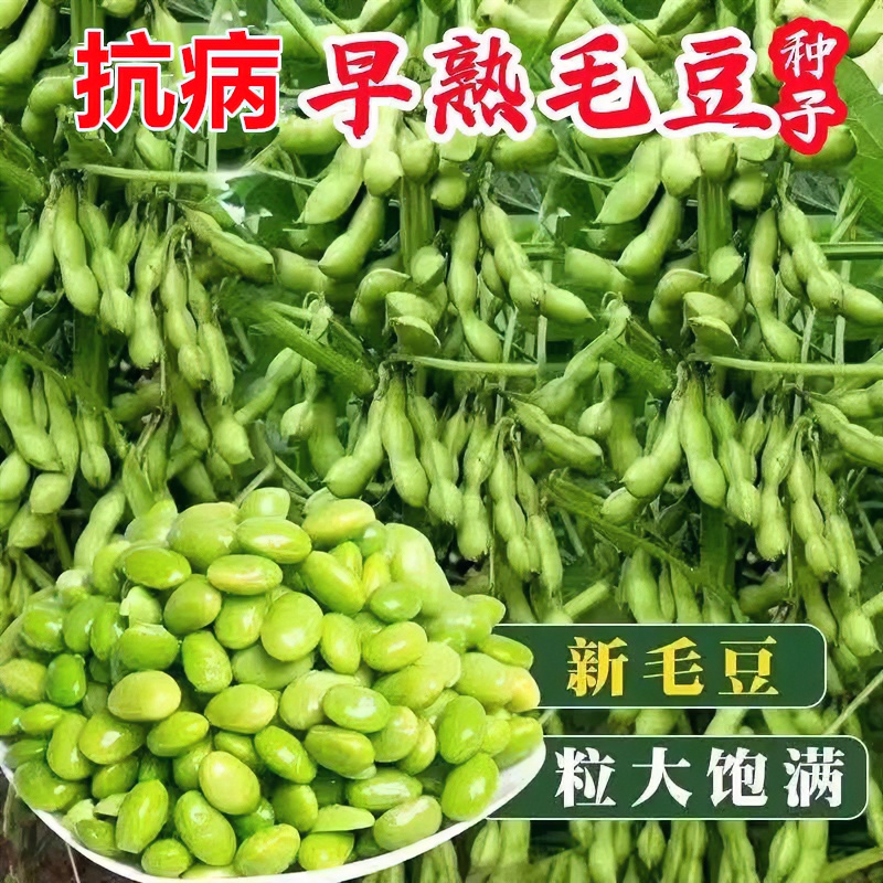 矮生毛豆种子早熟四季高产大粒青豆抗病耐寒阳台盆栽鲜香蔬菜种子