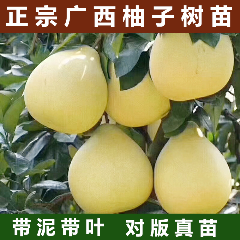 广西容县沙田柚子树苗木嫁接白心红心蜜柚庭院绿化种植水果苗果树