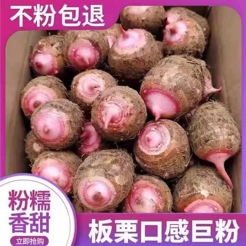 金华红芽芋艿新鲜现挖软糯毛芋头香芋小芋头红芋艿5/3/1斤芋头