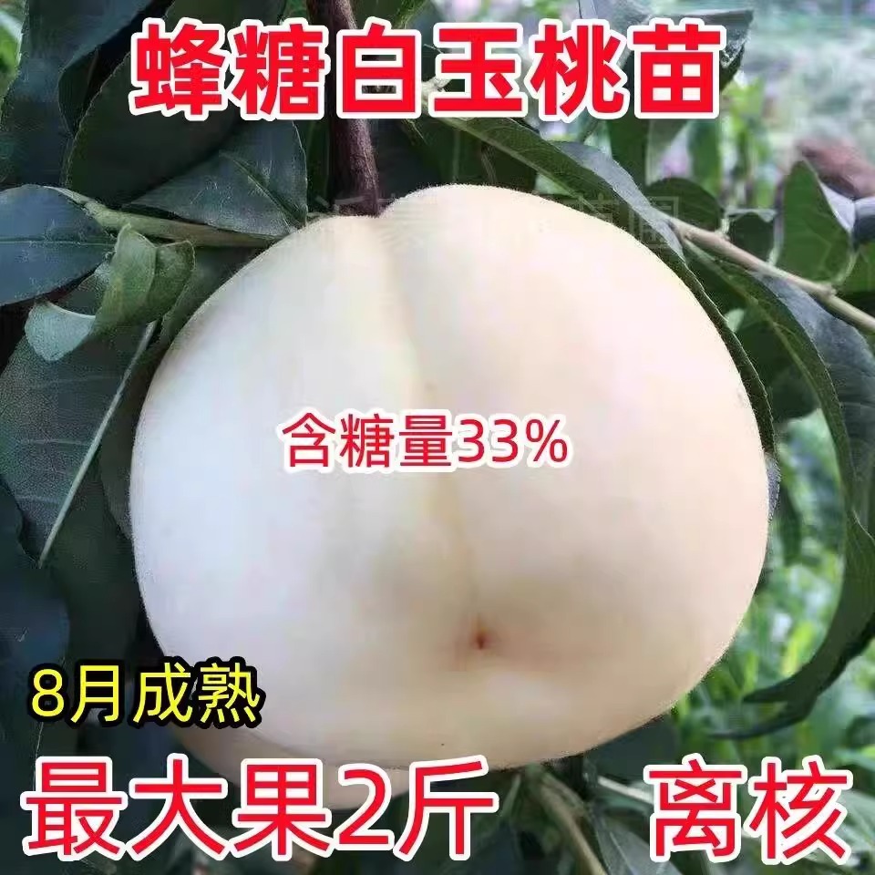 新品种桃树苗蜂糖白玉桃苗嫁接苗特大耐寒南方北方种植当年结果苗