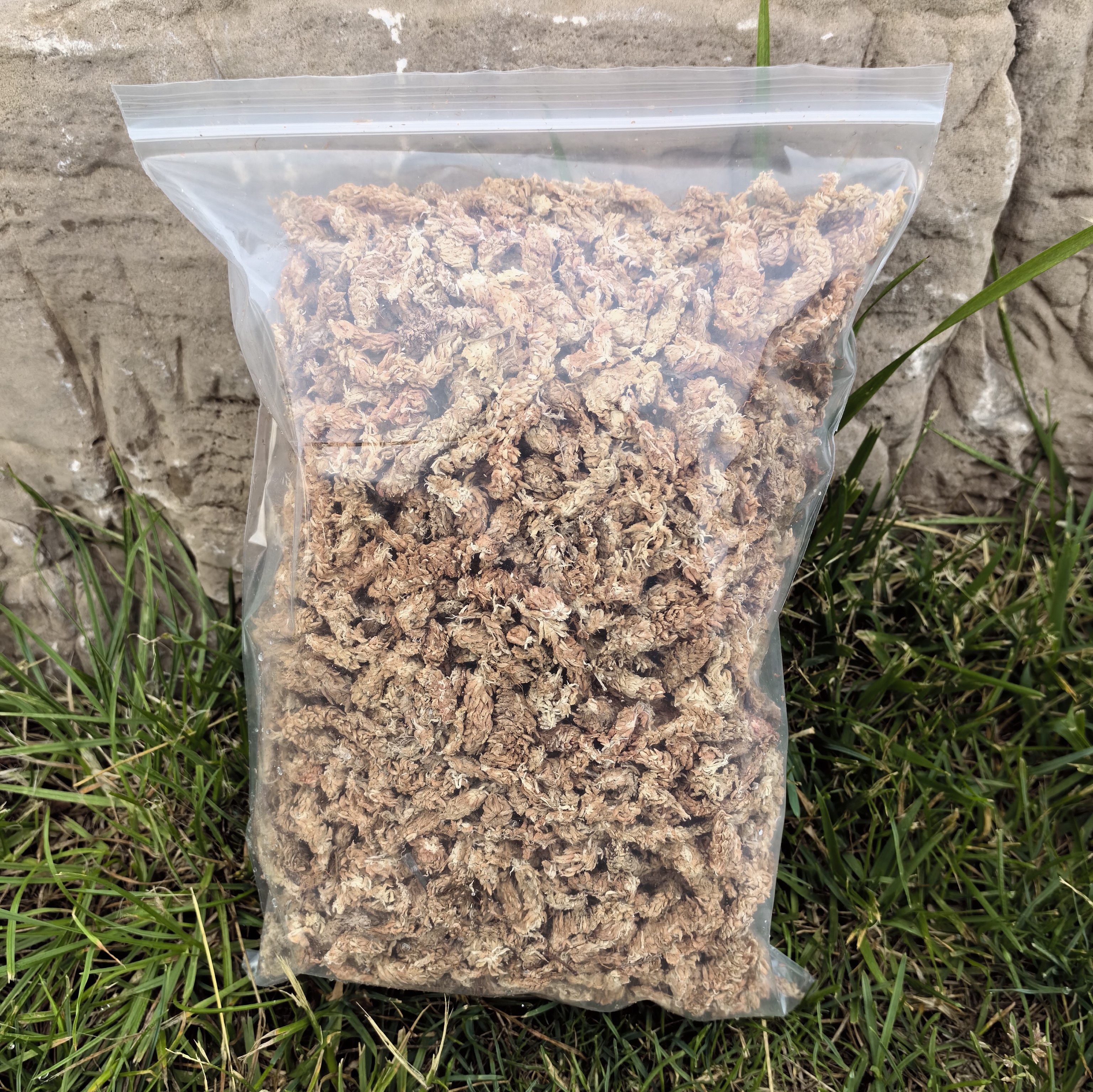 智利五星级毛毛虫水苔分装包装蝴蝶兰专用移栽使用水苔蝴蝶兰专用