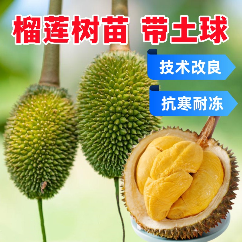 云南榴莲树苗南方北方种植地栽室内盆栽猫山王果树苗嫁接抗寒