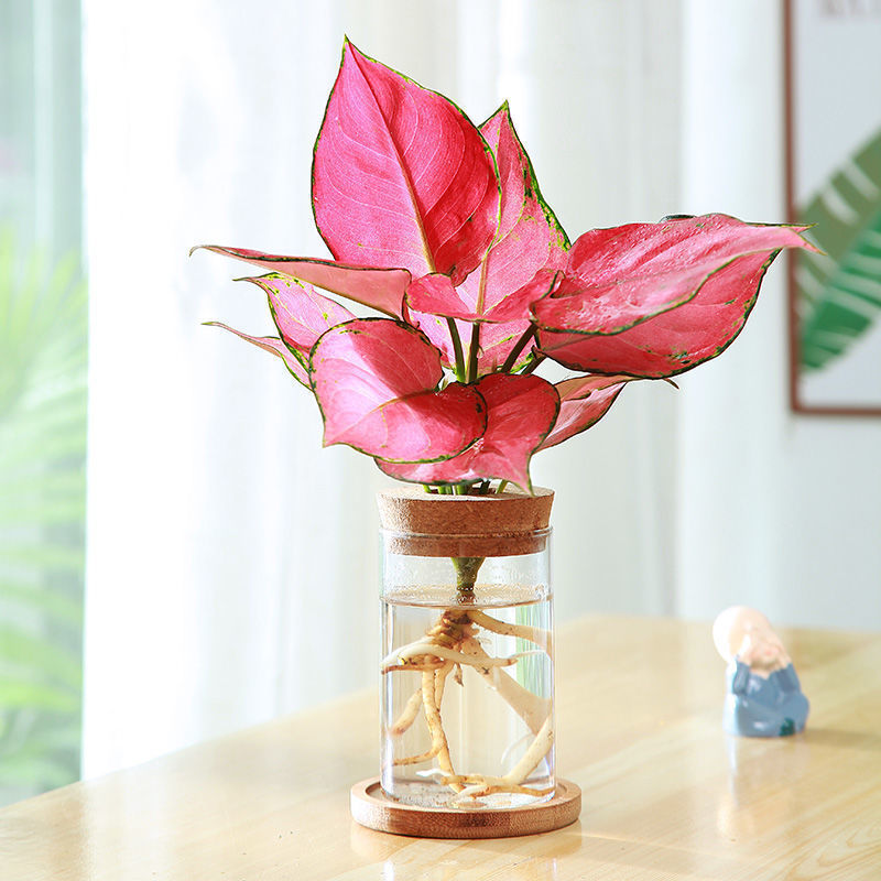 红如意吉利红盆栽办公室内吸甲醛小绿植懒人水培植物好养易成活