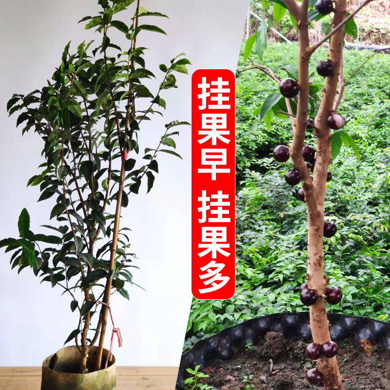 四季早生红妃嘉宝果树葡萄四季水果盆栽地栽原盆原土带叶发货