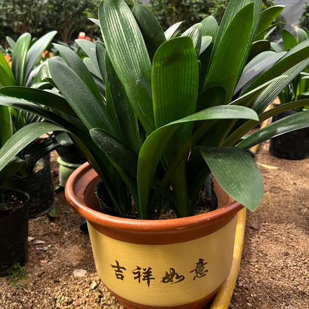 君子兰单头多棵老桩群兰盆栽一根多头四季常青客厅室内办公室绿植