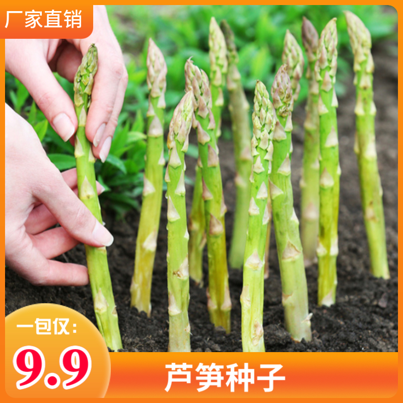 芦笋种子绿芦笋紫芦笋