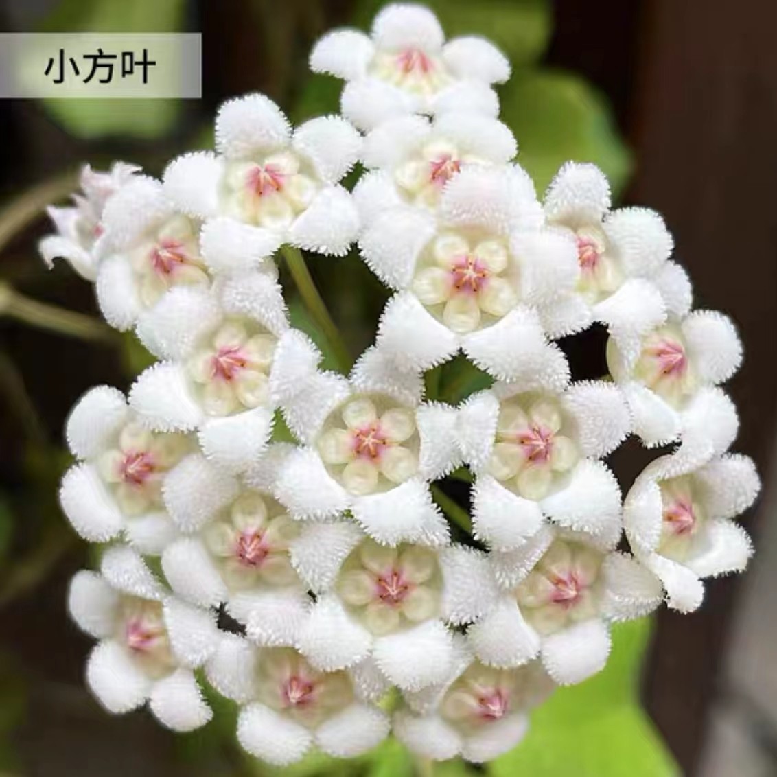 小方叶球兰香味好耐热花卉盆栽阳台客厅爬藤 垂吊