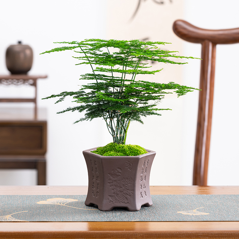 小文竹盆栽室内盆景植物客厅办公室桌面四季常青好养易活美观云竹