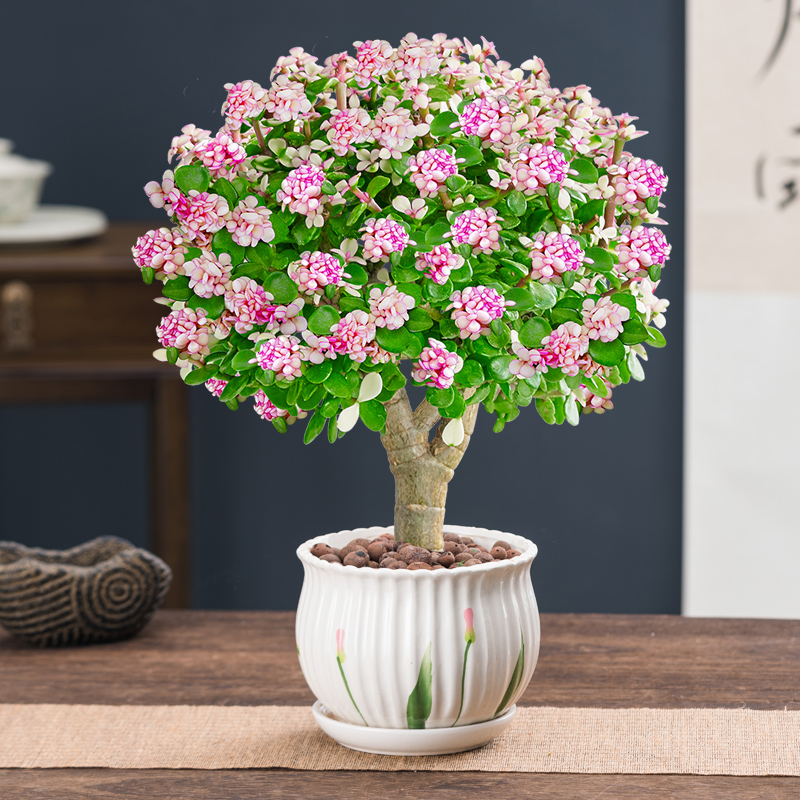 金枝玉叶盆栽金枝绿叶多肉植物花卉植物室内花四季美观树阳台客厅