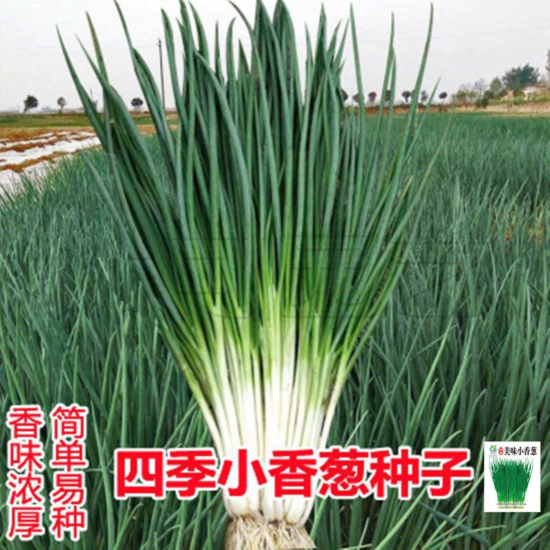 小香葱种子四季阳台室内庭院盆栽小葱香葱蔬菜种子四季一包800粒