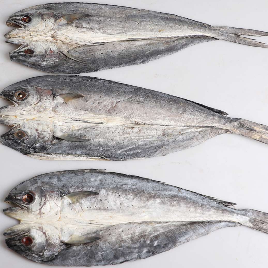 渤海湾开背咸刀鲅鱼5斤