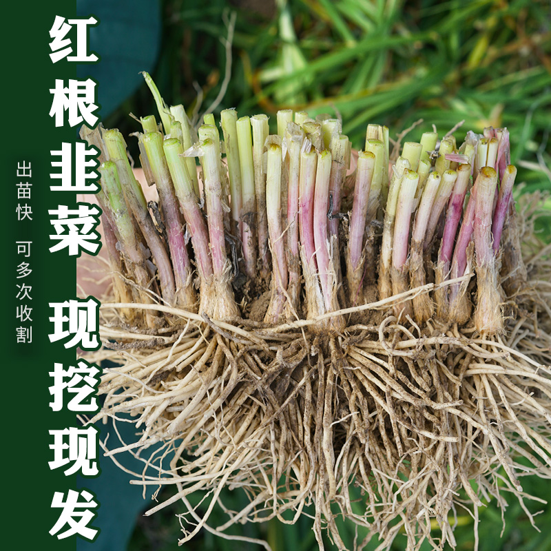 美农汇寿光韭菜根苗 现挖红根阳台盆栽韭菜种根籽苗四季韭菜种高